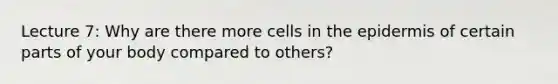 Lecture 7: Why are there more cells in the epidermis of certain parts of your body compared to others?