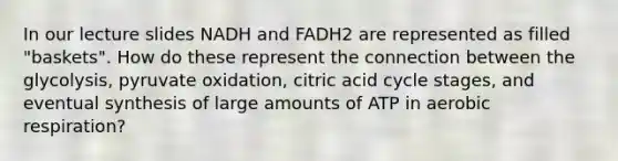 In our lecture slides NADH and FADH2 are represented as filled "baskets". How do these represent the connection between the glycolysis, pyruvate oxidation, citric acid cycle stages, and eventual synthesis of large amounts of ATP in <a href='https://www.questionai.com/knowledge/kyxGdbadrV-aerobic-respiration' class='anchor-knowledge'>aerobic respiration</a>?