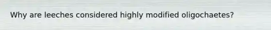 Why are leeches considered highly modified oligochaetes?