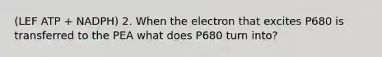 (LEF ATP + NADPH) 2. When the electron that excites P680 is transferred to the PEA what does P680 turn into?