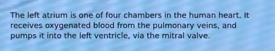 The left atrium is one of four chambers in the human heart. It receives oxygenated blood from the pulmonary veins, and pumps it into the left ventricle, via the mitral valve.
