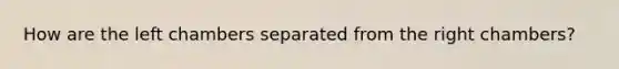 How are the left chambers separated from the right chambers?