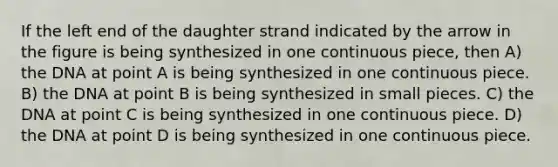 If the left end of the daughter strand indicated by the arrow in the figure is being synthesized in one continuous piece, then A) the DNA at point A is being synthesized in one continuous piece. B) the DNA at point B is being synthesized in small pieces. C) the DNA at point C is being synthesized in one continuous piece. D) the DNA at point D is being synthesized in one continuous piece.