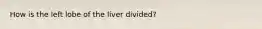 How is the left lobe of the liver divided?