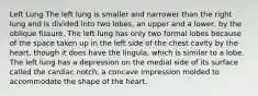 Left Lung The left lung is smaller and narrower than the right lung and is divided into two lobes, an upper and a lower, by the oblique fissure. The left lung has only two formal lobes because of the space taken up in the left side of the chest cavity by the heart, though it does have the lingula, which is similar to a lobe. The left lung has a depression on the medial side of its surface called the cardiac notch, a concave impression molded to accommodate the shape of the heart.