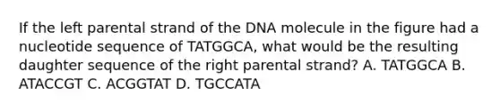 If the left parental strand of the DNA molecule in the figure had a nucleotide sequence of TATGGCA, what would be the resulting daughter sequence of the right parental strand? A. TATGGCA B. ATACCGT C. ACGGTAT D. TGCCATA