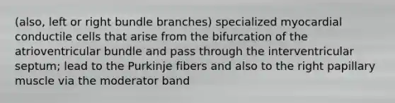 (also, left or right bundle branches) specialized myocardial conductile cells that arise from the bifurcation of the atrioventricular bundle and pass through the interventricular septum; lead to the Purkinje fibers and also to the right papillary muscle via the moderator band