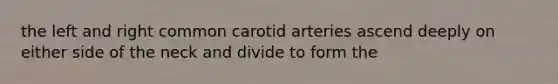 the left and right common carotid arteries ascend deeply on either side of the neck and divide to form the