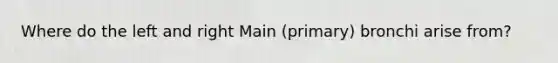 Where do the left and right Main (primary) bronchi arise from?