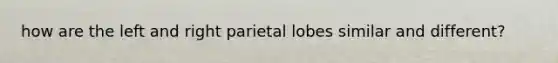 how are the left and right parietal lobes similar and different?