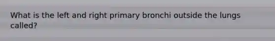 What is the left and right primary bronchi outside the lungs called?