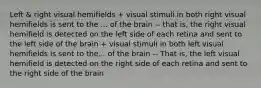 Left & right visual hemifields + visual stimuli in both right visual hemifields is sent to the ... of the brain -- that is, the right visual hemifield is detected on the left side of each retina and sent to the left side of the brain + visual stimuli in both left visual hemifields is sent to the... of the brain -- That is, the left visual hemifield is detected on the right side of each retina and sent to the right side of the brain