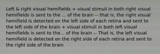 Left & right visual hemifields + visual stimuli in both right visual hemifields is sent to the ... of the brain -- that is, the right visual hemifield is detected on the left side of each retina and sent to the left side of the brain + visual stimuli in both left visual hemifields is sent to the... of the brain -- That is, the left visual hemifield is detected on the right side of each retina and sent to the right side of the brain