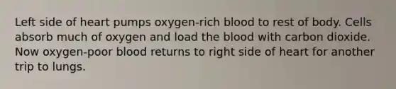 Left side of heart pumps oxygen-rich blood to rest of body. Cells absorb much of oxygen and load the blood with carbon dioxide. Now oxygen-poor blood returns to right side of heart for another trip to lungs.