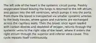 The left side of the heart is the systemic circuit pump. Freshly oxygenated blood leaving the lungs is returned to the left atrium, and passes into the left ventricles, which pumps it into the aorta. From there the blood is transported via smaller systemic arteries to the body tissues, where gases and nutrients are exchanged across the capillary walls. Then the blood, once again loaded with carbon dioxide and depleted of oxygen, returns through the systemic veins to the right side of the heart, where it enters the right atrium through the superior and inferior vena cavae. This cycle repeats itself continuously.