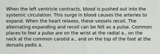 When the left ventricle contracts, blood is pushed out into the systemic circulation. This surge in blood causes the arteries to expand. When <a href='https://www.questionai.com/knowledge/kya8ocqc6o-the-heart' class='anchor-knowledge'>the heart</a> relaxes, these vessels recoil. The alternating expanding and recoil can be felt as a pulse. Common places to feel a pulse are on the wrist at the radial a., on the neck at the common carotid a., and on the top of the foot at the dorsalis pedis a.