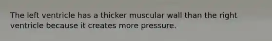 The left ventricle has a thicker muscular wall than the right ventricle because it creates more pressure.