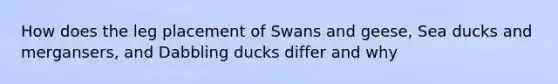 How does the leg placement of Swans and geese, Sea ducks and mergansers, and Dabbling ducks differ and why