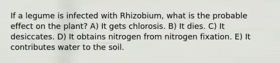 If a legume is infected with Rhizobium, what is the probable effect on the plant? A) It gets chlorosis. B) It dies. C) It desiccates. D) It obtains nitrogen from nitrogen fixation. E) It contributes water to the soil.