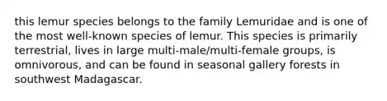 this lemur species belongs to the family Lemuridae and is one of the most well-known species of lemur. This species is primarily terrestrial, lives in large multi-male/multi-female groups, is omnivorous, and can be found in seasonal gallery forests in southwest Madagascar.