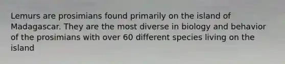 Lemurs are prosimians found primarily on the island of Madagascar. They are the most diverse in biology and behavior of the prosimians with over 60 different species living on the island