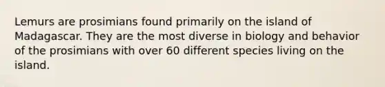 Lemurs are prosimians found primarily on the island of Madagascar. They are the most diverse in biology and behavior of the prosimians with over 60 different species living on the island.