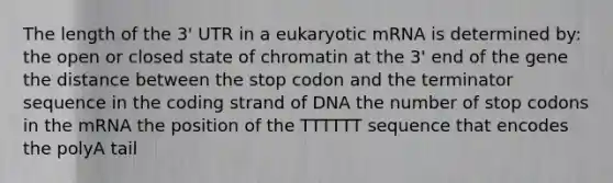 The length of the 3' UTR in a eukaryotic mRNA is determined by: the open or closed state of chromatin at the 3' end of the gene the distance between the stop codon and the terminator sequence in the coding strand of DNA the number of stop codons in the mRNA the position of the TTTTTT sequence that encodes the polyA tail