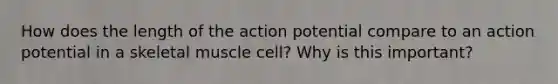 How does the length of the action potential compare to an action potential in a skeletal muscle cell? Why is this important?