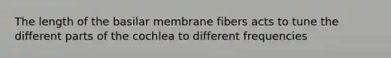 The length of the basilar membrane fibers acts to tune the different parts of the cochlea to different frequencies