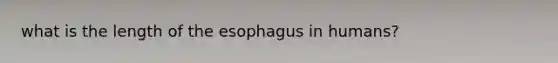 what is the length of the esophagus in humans?