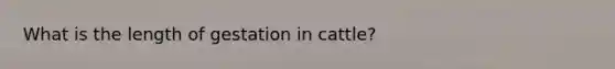 What is the length of gestation in cattle?