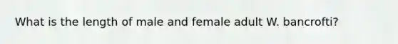 What is the length of male and female adult W. bancrofti?