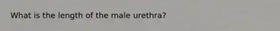 What is the length of the male urethra?