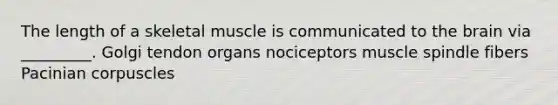 The length of a skeletal muscle is communicated to <a href='https://www.questionai.com/knowledge/kLMtJeqKp6-the-brain' class='anchor-knowledge'>the brain</a> via _________. Golgi tendon organs nociceptors muscle spindle fibers Pacinian corpuscles