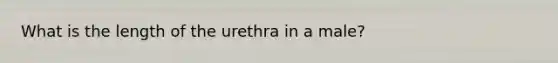 What is the length of the urethra in a male?