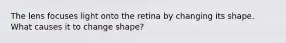 The lens focuses light onto the retina by changing its shape. What causes it to change shape?