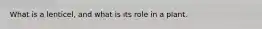 What is a lenticel, and what is its role in a plant.
