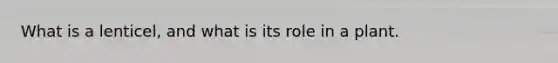What is a lenticel, and what is its role in a plant.