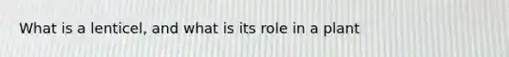 What is a lenticel, and what is its role in a plant