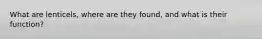 What are lenticels, where are they found, and what is their function?