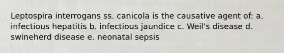 Leptospira interrogans ss. canicola is the causative agent of: a. infectious hepatitis b. infectious jaundice c. Weil's disease d. swineherd disease e. neonatal sepsis