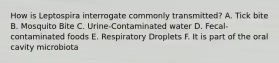 How is Leptospira interrogate commonly transmitted? A. Tick bite B. Mosquito Bite C. Urine-Contaminated water D. Fecal-contaminated foods E. Respiratory Droplets F. It is part of the oral cavity microbiota