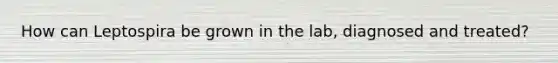 How can Leptospira be grown in the lab, diagnosed and treated?