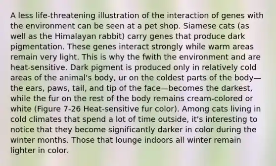 A less life-threatening illustration of the interaction of genes with the environment can be seen at a pet shop. Siamese cats (as well as the Himalayan rabbit) carry genes that produce dark pigmentation. These genes interact strongly while warm areas remain very light. This is why the fwith the environment and are heat-sensitive. Dark pigment is produced only in relatively cold areas of the animal's body, ur on the coldest parts of the body—the ears, paws, tail, and tip of the face—becomes the darkest, while the fur on the rest of the body remains cream-colored or white (Figure 7-26 Heat-sensitive fur color). Among cats living in cold climates that spend a lot of time outside, it's interesting to notice that they become significantly darker in color during the winter months. Those that lounge indoors all winter remain lighter in color.