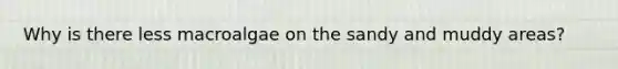 Why is there less macroalgae on the sandy and muddy areas?