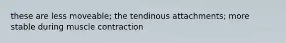 these are less moveable; the tendinous attachments; more stable during muscle contraction