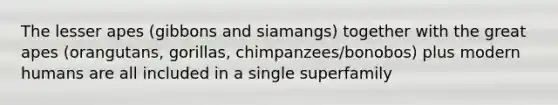 The lesser apes (gibbons and siamangs) together with the great apes (orangutans, gorillas, chimpanzees/bonobos) plus modern humans are all included in a single superfamily