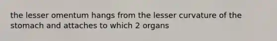 the lesser omentum hangs from the lesser curvature of the stomach and attaches to which 2 organs