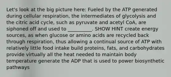 Let's look at the big picture here: Fueled by the ATP generated during cellular respiration, the intermediates of glycolysis and the citric acid cycle, such as pyruvate and acetyl CoA, are siphoned off and used to __________. SHOW HINT create energy sources, as when glucose or amino acids are recycled back through respiration, thus allowing a continual source of ATP with relatively little food intake build proteins, fats, and carbohydrates provide virtually all the heat needed to maintain body temperature generate the ADP that is used to power biosynthetic pathways