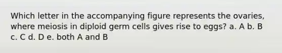 Which letter in the accompanying figure represents the ovaries, where meiosis in diploid germ cells gives rise to eggs? a. A b. B c. C d. D e. both A and B